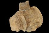 Mosasaur (Platecarpus) Vertebra - Kansas #121985-1